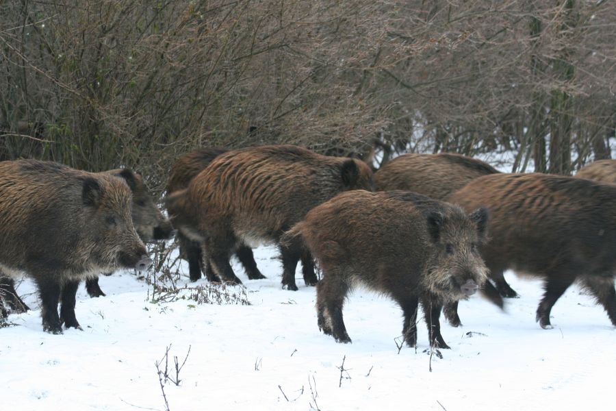 schweine net ASP Update 12 02 21 Jetzt 685 bestätigte ASP Fälle bei