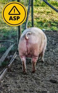 Auch Kleinstbetriebe oder Hobbyhalter müssen die Biosicherheitsmaßnahmen zum Schutz vor der ASP einhalten (Bild ©Canva)