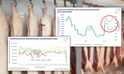 Auch wenn die VEZG-Notierung heute zum zweiten Mal in Folge angestiegen ist, reicht das Niveau noch lange nicht aus, um die Kosten in der Ferkelerzeugung und in der Schweinemast zu decken. ©ISN, Canva