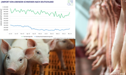 Header Schweineimporte Markt