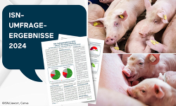 In einer Umfrage wollten wir wissen: Wohin entwickelt sich die Schweinehaltung? Die Ergebnisse aus rund 600 ausgewerteten Fragebögen zeigen: Die strukturellen Veränderungen in der Schweinehaltung gehen weiter ©ISN/Jaworr, Canva