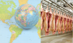 USDA-Prognose für die weltweite Schweinefleischproduktion: China lebt wieder auf