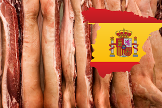 Während in Deutschland die Schweinebestände immer weiter abgebaut werden und auch die Schlachtungen auf dem niedrigsten Niveau seit 25 Jahren liegen, steigt die Zahl an Schweinen und auch an Schweineschlachtungen in Spanien erheblich (Bild ©Canva)
