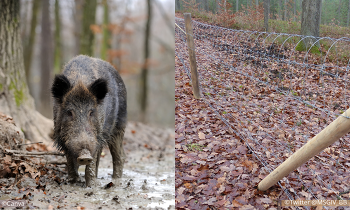 In Brandenburg wurde schon mehrfach Kritik an den ASP-Bekämpfungsmaßnahmen geübt (Bilder: Canva/ Twitter @MSGIV_BB)