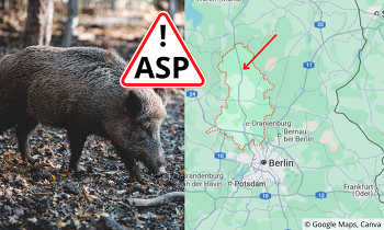 Im Landkreis Oberhavel wurde erstmals ein mit ASP infiziertes Wildschwein festgestellt ©Google maps, Canva