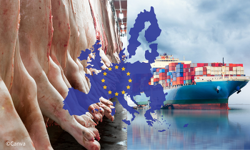 Während die meisten EU-Mitgliedsstaaten zuletzt weniger Schweinefleisch in Drittländer exportiert haben, konnte Deutschland seine Ausfuhren wieder deutlich steigern ©Canva