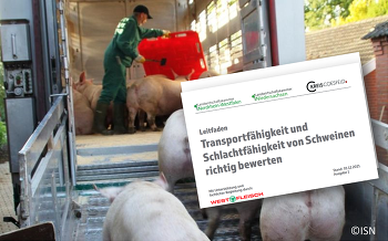 Der Online-Leitfaden dient zur Hilfestellung bei der Bewertung der Transport- und Schlachtfähigkeit von Schweinen