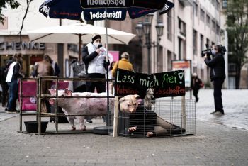 Aktionstag "Lasst die Sau raus" am Samstag, 17.10.20 in Nürnberg (Bild: Deutsche Tier-Lobby, Max Böhm)