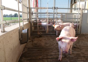 Ferkel im Außenklimastall der LWK-Versuchsstation für Schweinehaltung in Wehnen. © Carmen Horstrup/ LWK Niedersachsen
© Carmen Horstrup