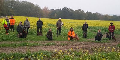 In Brandenburg werden bereits Suchhunde zum Auffinden von Wildschweinkadavern eingesetzt. Weitere sollen durch den Bundesjagdverband ausgebildet werden. (Bild: MSGIV)