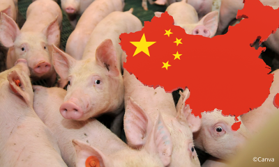 Der Abbau der Sauenbestände in China verknappt nun das Schlachttierangebot ©Canva