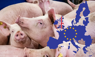 Header Schlachtschweine EU UK