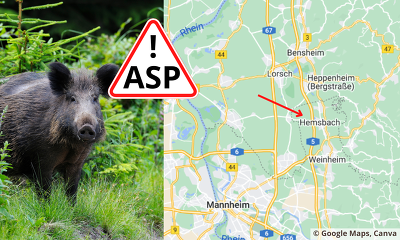 Im Rhein-Neackar-Kreis in Baden-Württemberg wurde die ASP bei einem Wildschwein festgestellt ©Canva, Screenshot Google Maps