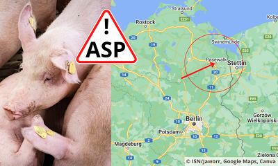 ASP Hausschweine MV Greifswald