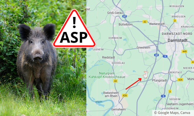 Im hessischen Landkreis Darmstadt-Dieburg wurde erstmalig ein ASP-Fall bei einem Wildschwein in Pfungstadt im Stadtteil Eschollbrücken festgestellt ©Canva, https://www.google.de/maps/place/64319+Pfungstadt-Eschollbrücken