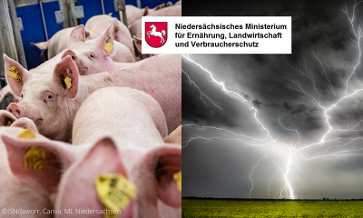 Das Land Niedersachsen fördert erstmalig für Ackerbauern die Absicherung gegen Starkwetterereignisse. Die ISN fordert eine ähnliche Unterstützung für Schweinehalter, die unter ASP-Restriktionen stehen. ©ISN/Jaworr, Canva, ML Niedersachsen