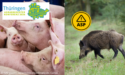 Bei der Herbst-AMK in Oberhof (Thüringen) stehen für die Schweinehalter wichtige Themen auf der Tagesordnung, z.B. zur Afrikanischen Schweinepest ©ISN/Jaworr, agrarministerkonferenz.de, Canva