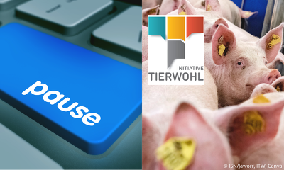 Schweinemastbetriebe, die die neuen ITW-Kriterien für die Buchtenstrukturierung  noch nicht pünktlich umsetzen können, haben die Möglichkeit ihre Teilnahme im ersten Halbjahr 2025 auszusetzen (Bild © ISN/Jaworr, ITW, Canva)