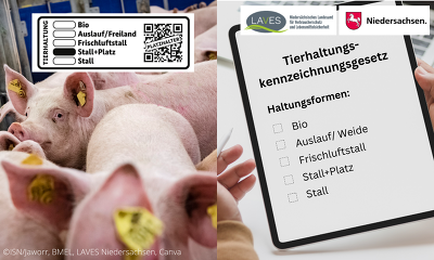 Schweinehalter in Niedersachsen können ihre Haltungsstufe nun auf der Mitteilungsplattform vom LAVES melden