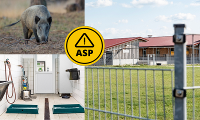 Schweine haltende Betriebe haben im Hinblick auf die ASP strikte Biosicherheitsmaßnahmen einzuhalten (© ISN, Canva)