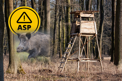 Um das ASP-Geschehen bei Wildschweinen in Hessen einzudämmen, mahnt Hessens Landwirtschaftsminister Ingmar Jung eine intensive Bejagung des Schwarzwilds an ©Canva