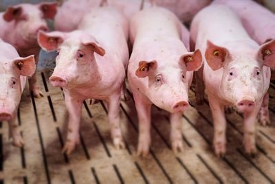 Den vorläufigen Viehzählungsergebnissen aus Niedersachsen und Baden-Württemberg zufolge, setzt sich der Negativtrend bei den Schweinebeständen weiter fort. ©ISN/Jaworr