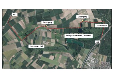 Nördlich des Pfungstädter Moors wurde ein Zaun gegen die weitere Ausbreitung der ASP fertiggestellt (c) Hessische Verwaltung für Bodenmanagement und Geoinformation: Digitale Orthophotos