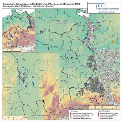 ASP in Deutschland und Westpolen seit September 2020, Stand 10.09.2024 © FLI