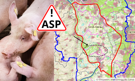 In Hessen wurde ein zweiter Ausbruch der ASP in einem Hausschweinebestand bei Stockstadt (Kreis Groß-Gerau) nachgewiesen ©ISN/Jaworr, www.kreisgg.de, Canva