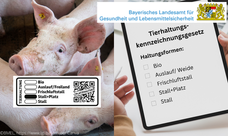 Bayerische Schweinemäster können ab sofort ihre Haltungsform nach dem neuen Tierhaltungskennzeichnungsgesetz beim Bayerischen Landesamt für Gesundheit und Lebensmittelsicherheit (LGL) melden ©BMEL, https://www.lgl.bayern.de/, Canva