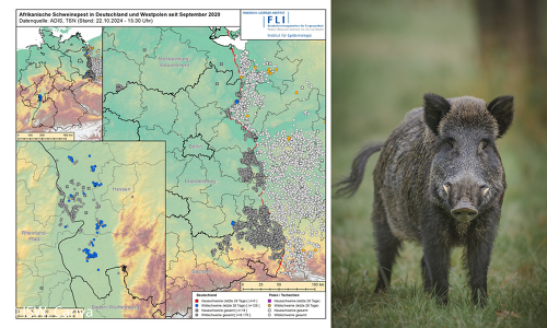 Laut Daten des Tierseucheninformationssystems (TSIS) wurden seit Beginn dieses Jahres 557 ASP-Fälle bei Wildschweinen und zehn Fälle bei Hausschweinen in Deutschland festgestellt.